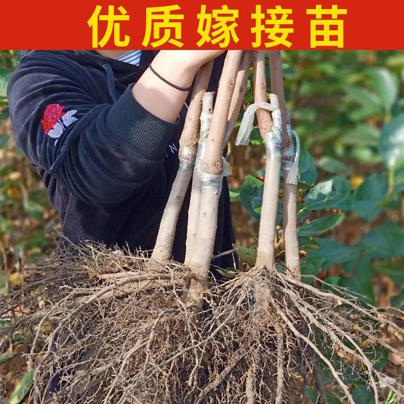 早熟七月黄柿树嫁接苗南北方种植当年结果柿子树苗