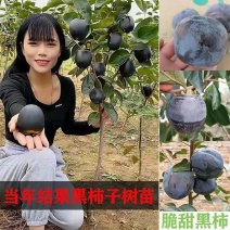 黑柿子树苗嫁接柿树苗南北方种植当年结果柿子苗