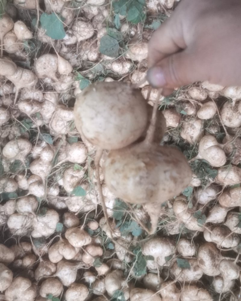凉薯白地瓜地萝卜