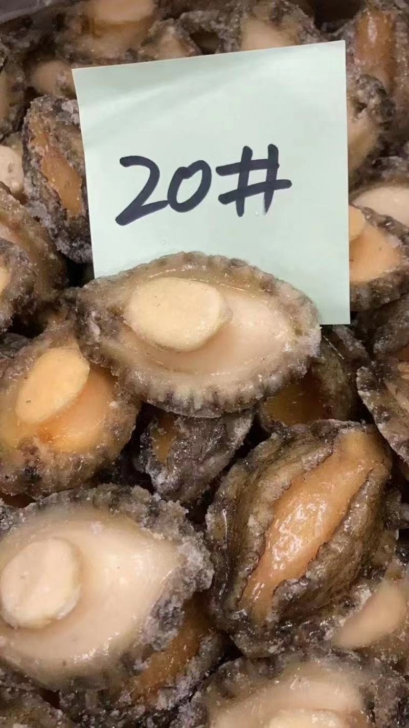 鲍鱼，九孔鲍，三去鲍鱼，免洗厂家直供批不缩水，质量保证！