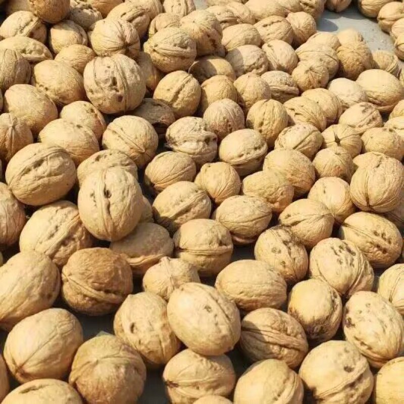 纸皮核桃产地直发大量现货皮薄味好优质纸皮干核桃