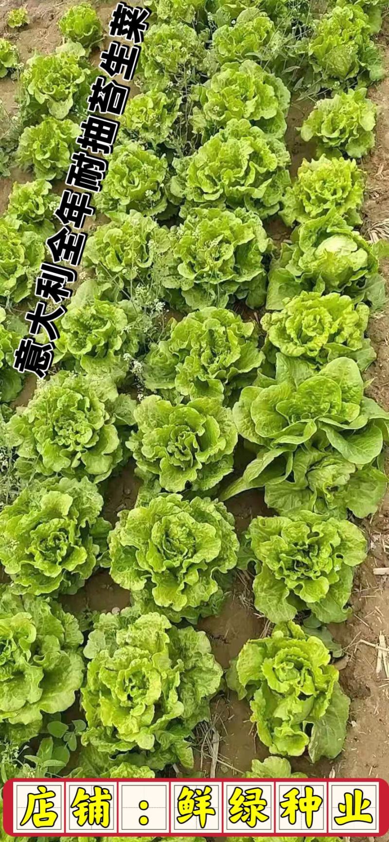 意大利全年耐抽苔生菜菜形美观品质好，爽脆味甜可全年种植