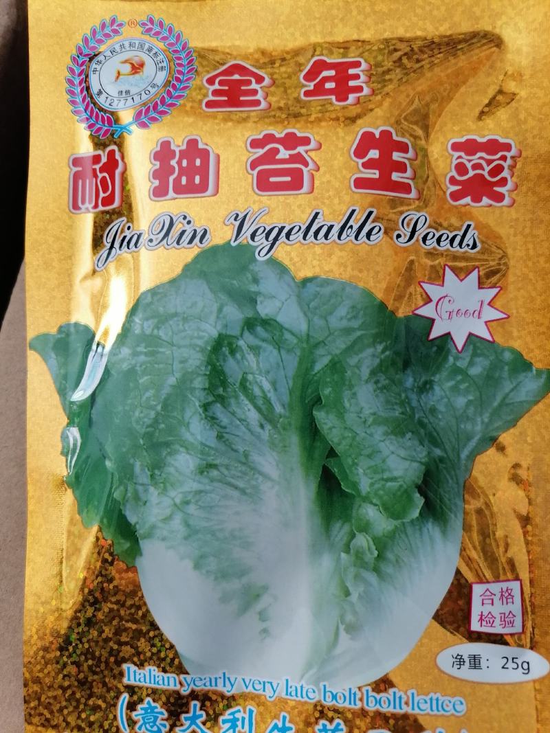 意大利全年耐抽苔生菜菜形美观品质好，爽脆味甜可全年种植