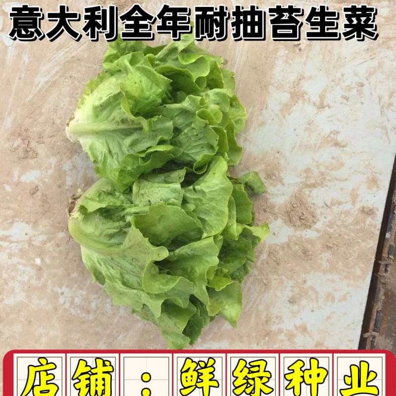 意大利全年耐抽苔生菜菜形美观品质好，爽脆味甜可全年种植