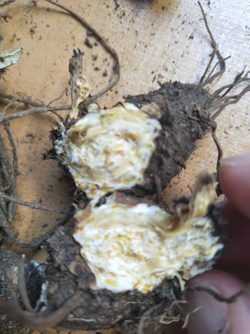 河南南阳道地药材，北苍术，紫砂点味道哦浓郁含量高，非种植