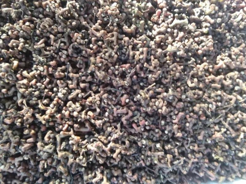 湖北深山老林野生拐枣，鸡爪梨，万寿果