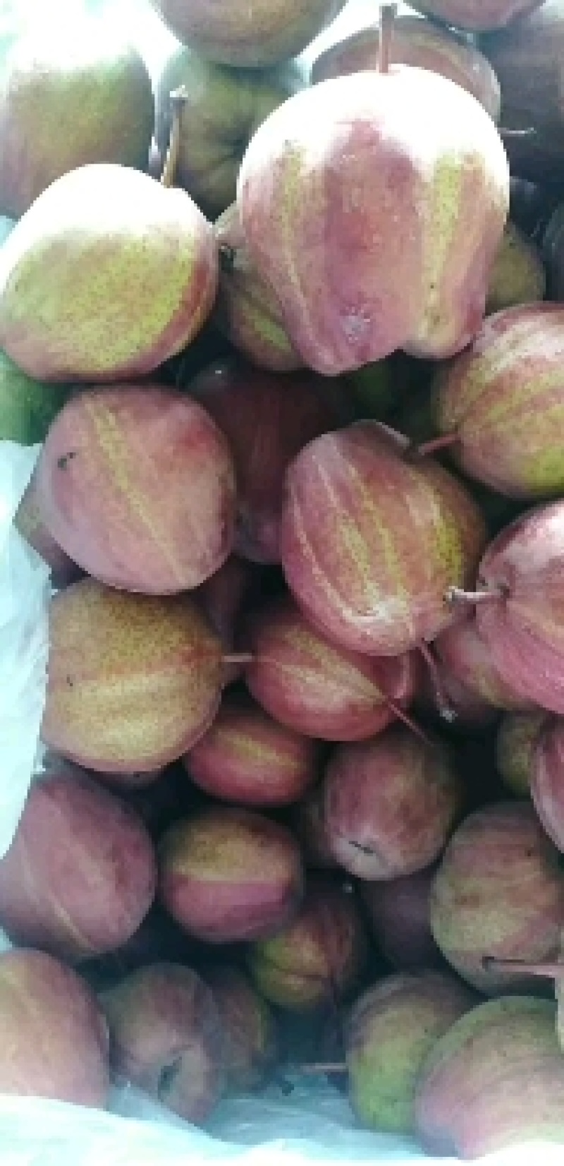 陕西冷库彩虹梨供应，冷库彩虹梨批发价格，一手货源