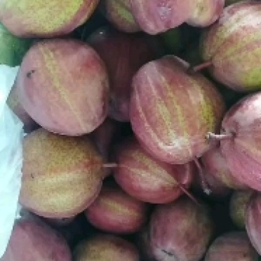 陕西冷库彩虹梨供应，冷库彩虹梨批发价格，一手货源