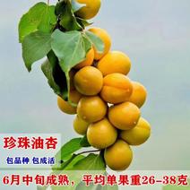 珍珠油杏嫁接苗南北方种植杏树当年结果杏树苗