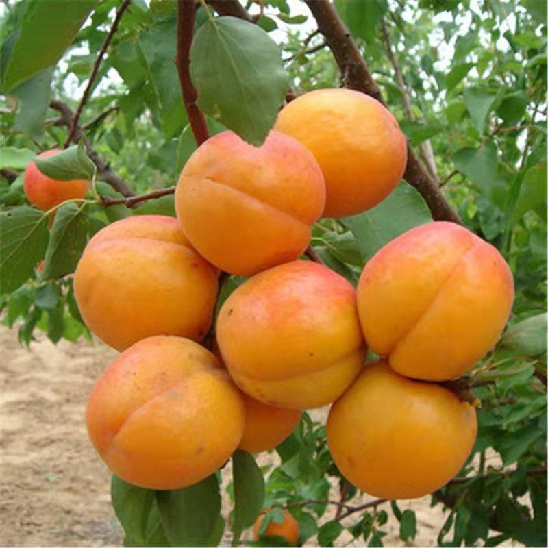 珍珠油杏嫁接苗南北方种植杏树当年结果杏树苗