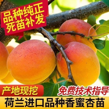荷兰香蜜杏苗嫁接杏树苗南北方种植当年结果杏树苗