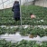 大叶红颜草莓苗新报价,基质穴盘红颜草莓苗基地