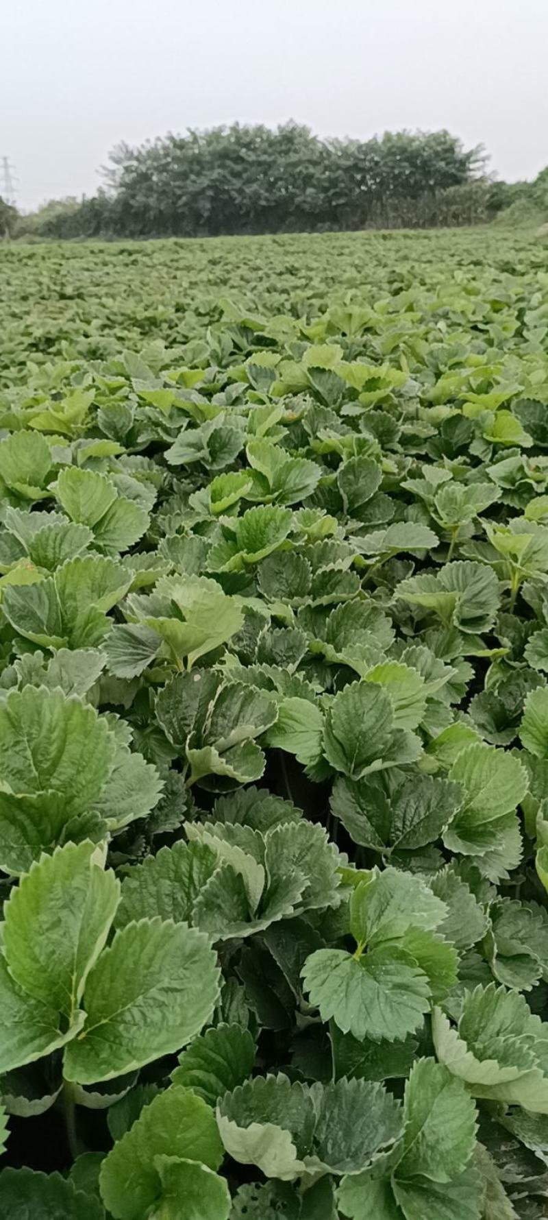 大叶红颜草莓苗新报价，基质穴盘红颜草莓苗基地