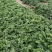 大叶红颜草莓苗新报价,基质穴盘红颜草莓苗基地