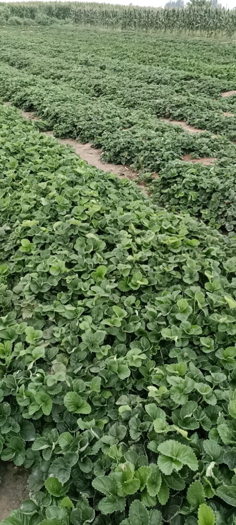 大叶红颜草莓苗新报价，基质穴盘红颜草莓苗基地