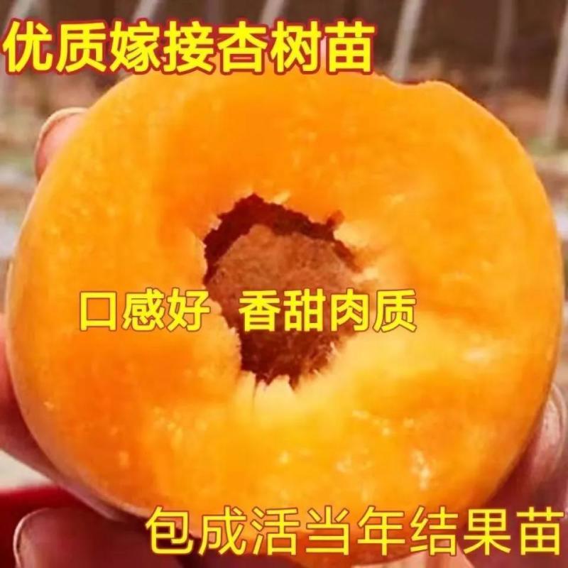 荷兰香蜜杏苗嫁接杏树苗南北方种植当年结果杏树苗