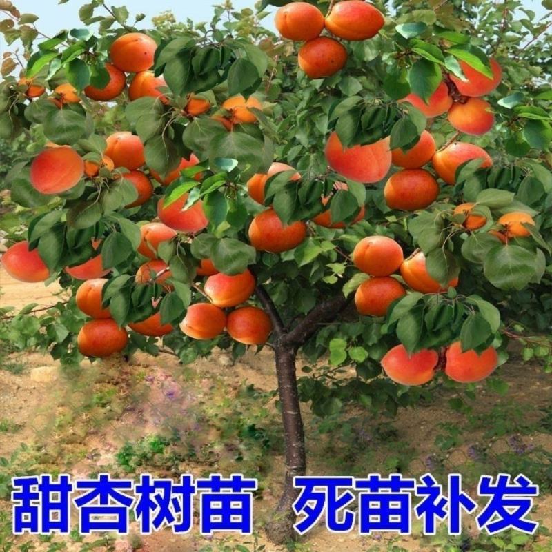 荷兰香蜜杏苗嫁接杏树苗南北方种植当年结果杏树苗
