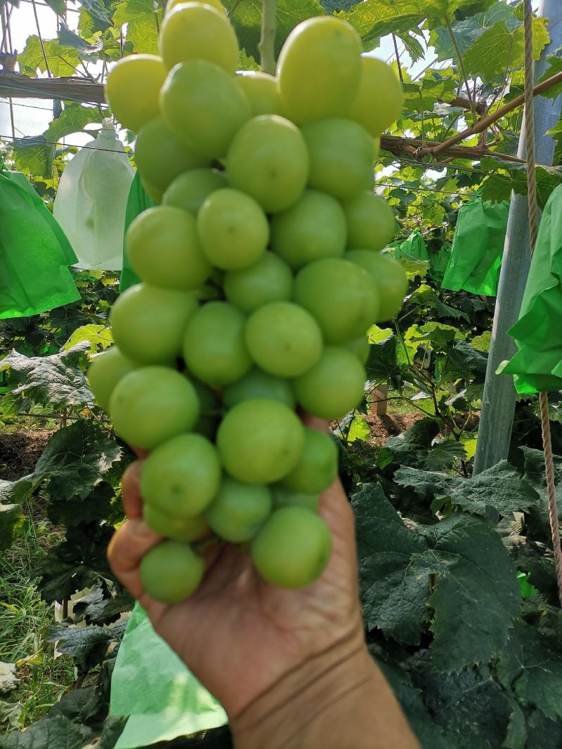 龙口市阳光玫瑰大量上市。高中，低档货都有