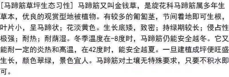 马蹄金种籽