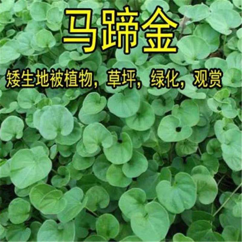 马蹄金种籽