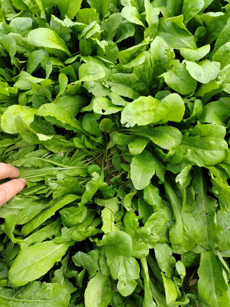 河南精品荠荠菜，原产地，，大量新鲜荠菜，，货源充足，，质