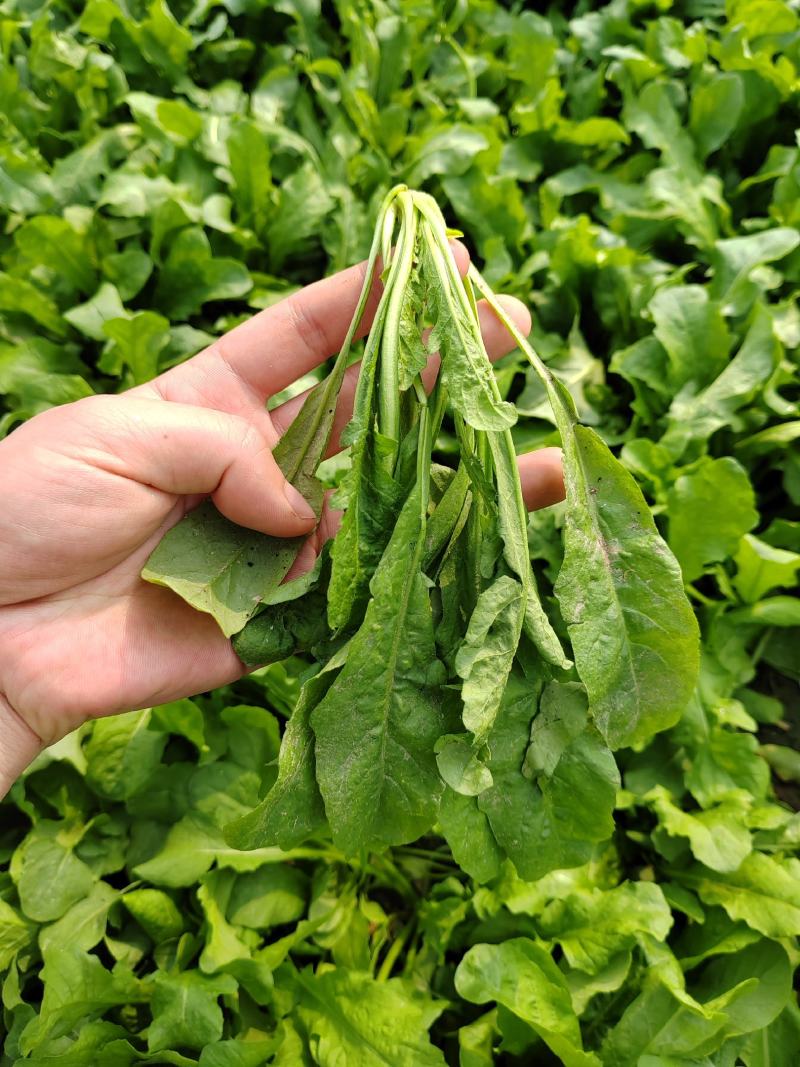 河南精品荠荠菜，原产地，，大量新鲜荠菜，，货源充足，，质