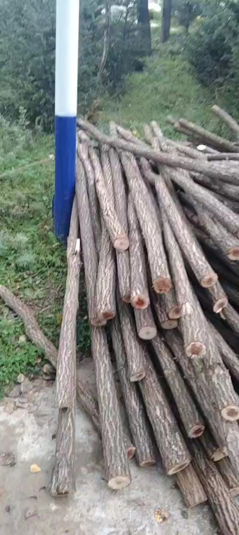 柳树杆