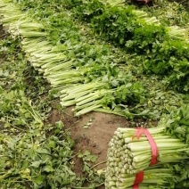 唐山芹菜-西芹中小颗芹菜60-70公分欢迎采购咨询