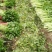 唐山芹菜-西芹中小颗芹菜60-70公分欢迎采购咨询