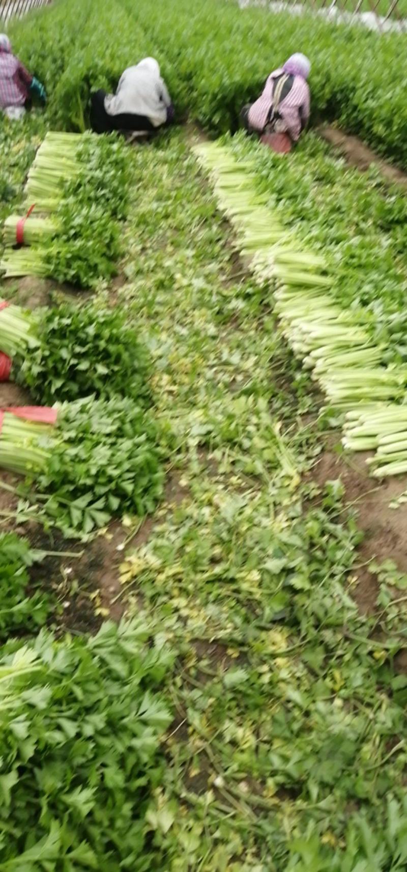 唐山芹菜-西芹中小颗芹菜60-70公分欢迎采购咨询