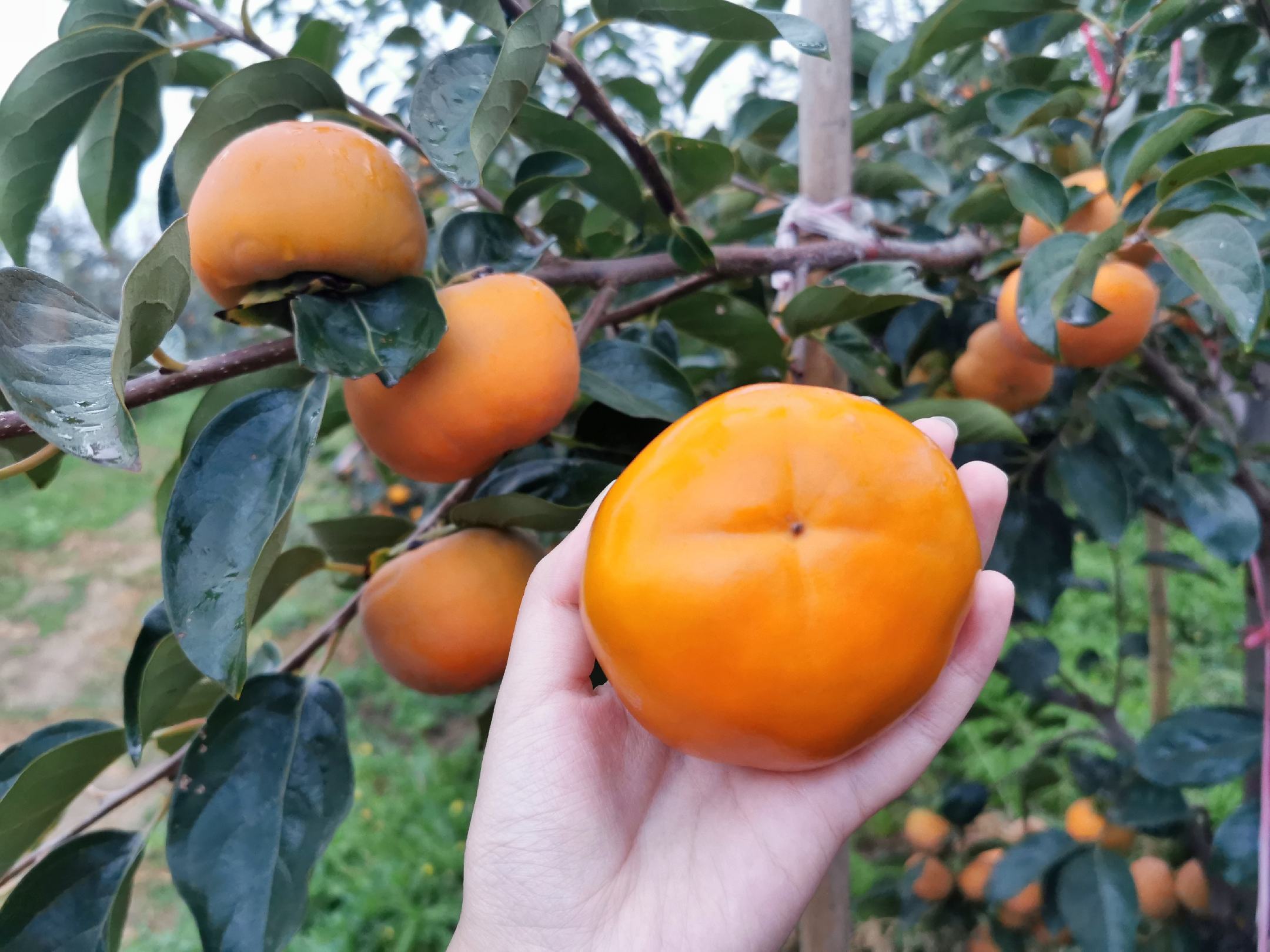 一位农夫在秋天的果园中采摘高处的柿子,手中拿着长杆工具,身后是挂满果实的柿子树林 柿子采摘场景