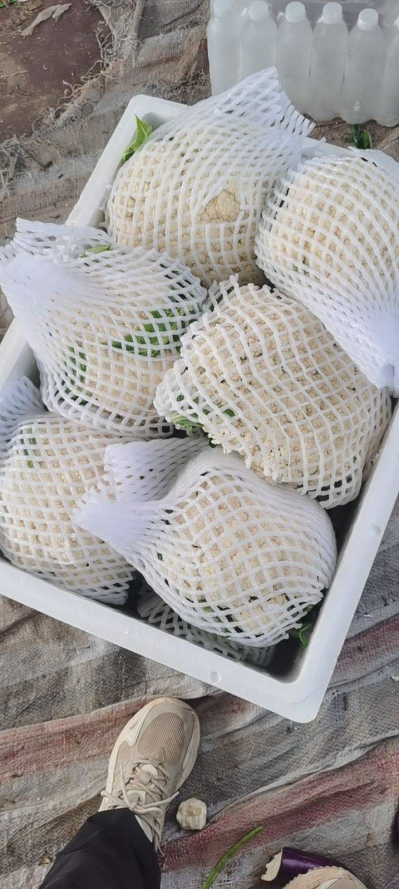 河南菜花，松花菜，规模种植。视频看货，线上保障交易。