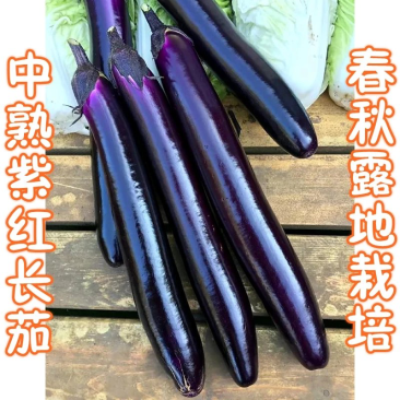 华南红美7075紫红长茄子种子，中早熟光亮顺直，耐运输