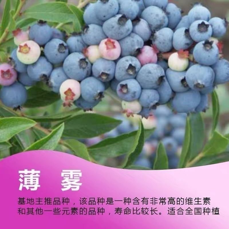 薄雾蓝莓苗嫁接蓝莓树苗南北方种植当年结果蓝莓苗