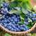 薄雾蓝莓苗嫁接蓝莓树苗南北方种植当年结果蓝莓苗