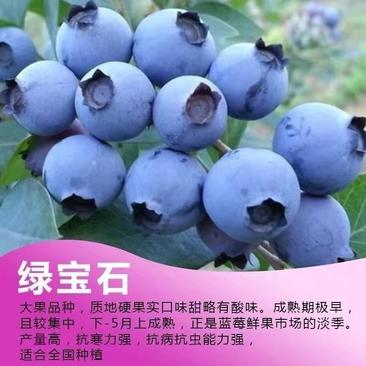 绿宝石蓝莓苗嫁接蓝莓树树苗南北方种植当年结果蓝莓苗