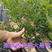 绿宝石蓝莓苗嫁接蓝莓树树苗南北方种植当年结果蓝莓苗