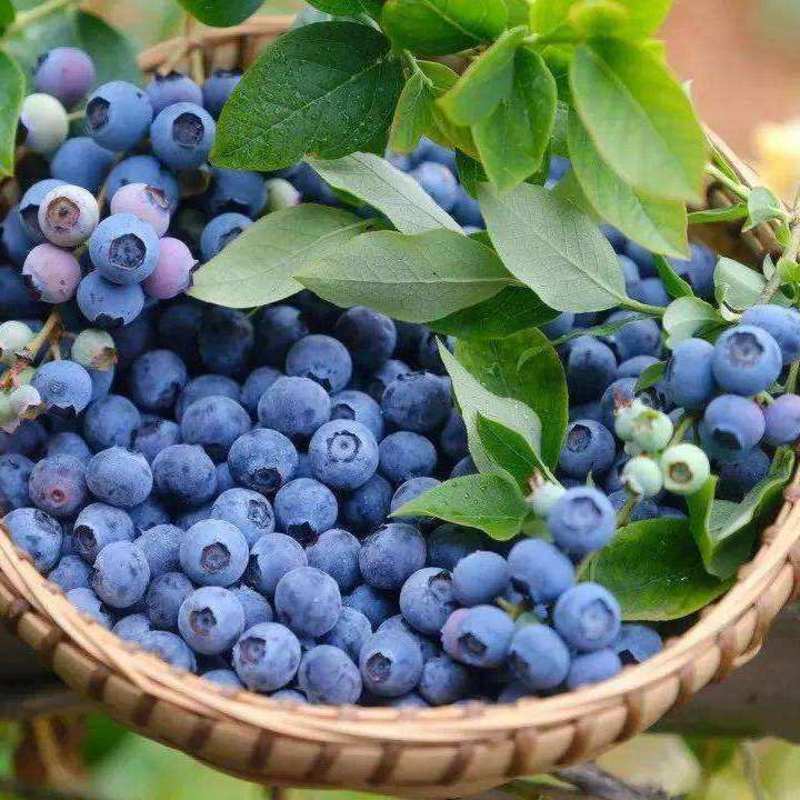 奥尼尔蓝莓苗嫁接蓝莓树树苗南北方种植当年结果蓝莓苗
