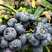 奥尼尔蓝莓苗嫁接蓝莓树树苗南北方种植当年结果蓝莓苗