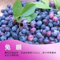 兔眼蓝莓苗南北方种植蓝莓树树苗当年结果蓝莓苗