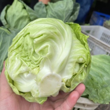 美味早生甘蓝供应货源充足按质量论价代办一切手续