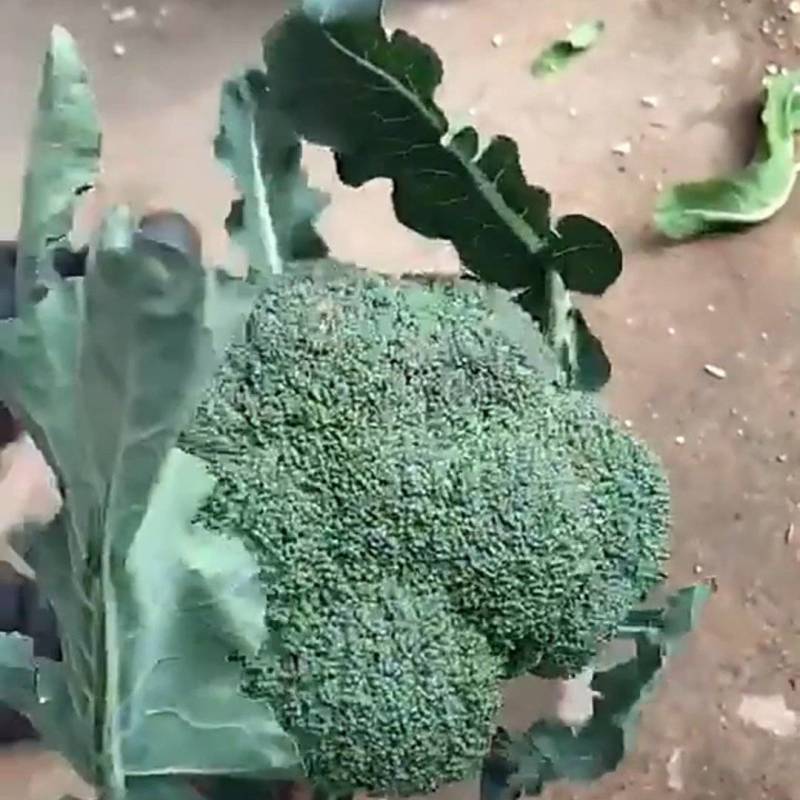 文水西兰花