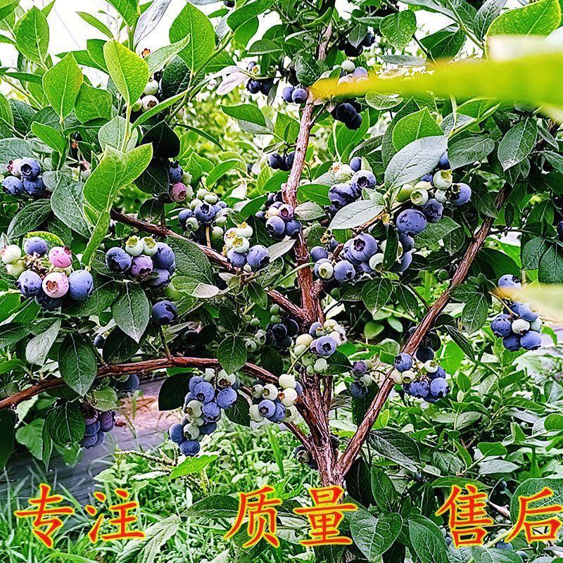 明星蓝莓苗嫁接蓝莓树树苗南北方种植当年结果蓝莓苗