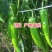 【荐】新鲜青椒牛角椒羊角椒现采现发，尖椒产地诚信代收代办