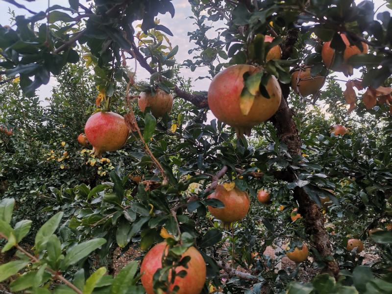 山东枣庄万亩榴园石榴