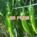 【荐】湛江鲜辣椒青皮尖椒货源充足,羊角椒羊角椒产地直供