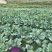 松花菜
