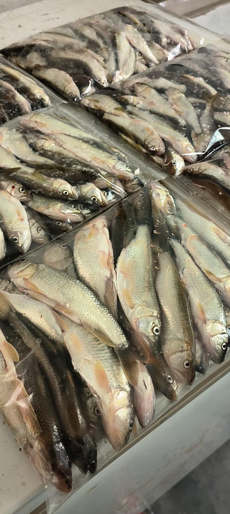溪水鱼，石斑鱼，马口鱼棍子鱼大量有货，长期供应。