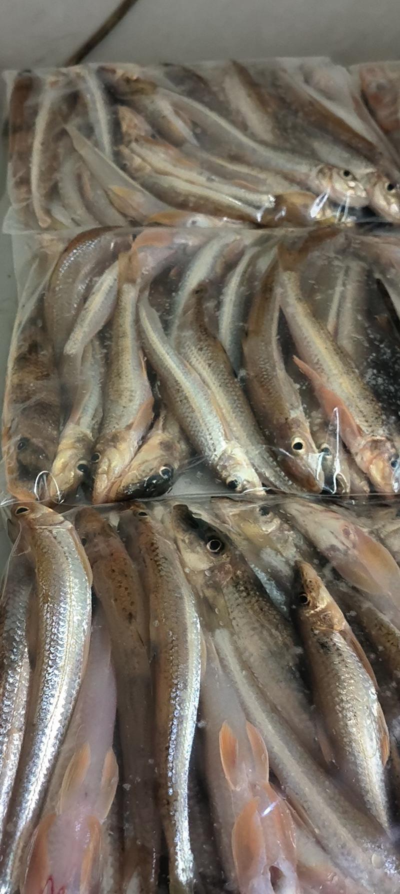 溪水鱼，石斑鱼，马口鱼棍子鱼大量有货，长期供应。