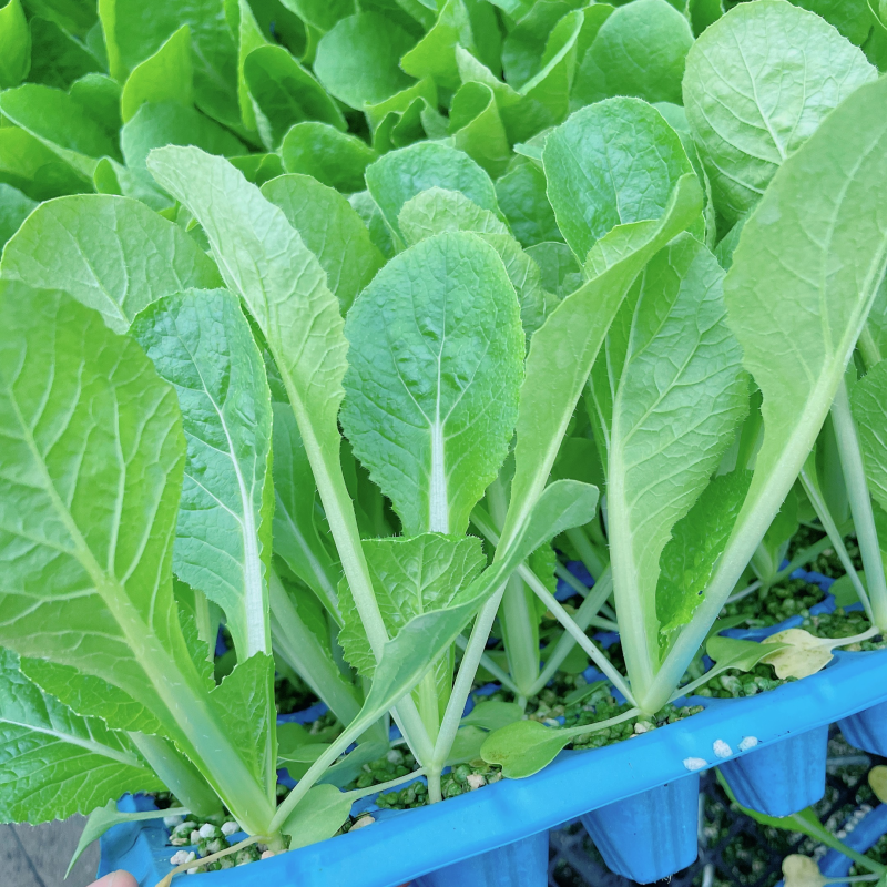 【基地货源】精品黄芯白菜苗精心培育量大价低保证成活售后指导